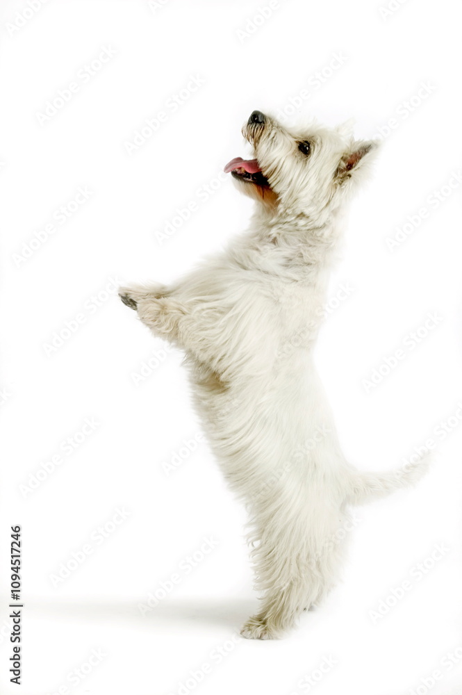 Fototapeta premium West Highland white terrier