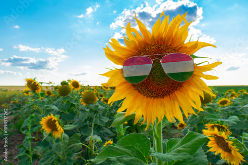 Blooming yellow sunflower in sunglasses in the shape of the flag of Hungary against the background of a sunflower field. Concept of vegetable oil production, agriculture and farming in Hungary photo