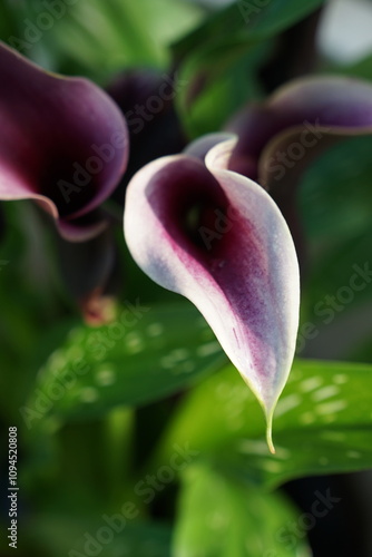 closeup Odessa Calla lily 