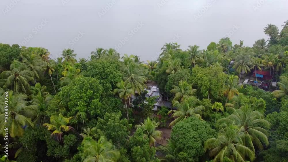 Small houses in the middle of an area full of coconut trees. Areal view from Kerala