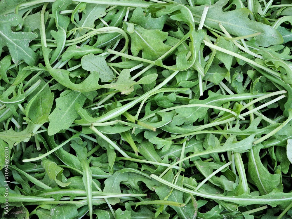Arugula - Healthy leafy green, rich in vitamins. Supports digestion, boosts immunity. Versatile for salads, meals. Refreshing, sustainable choice. Arugula - Healthy leafy green, rich in vitamins. Supports digestion, boosts immunity. Versatile for salads, meals. Refreshing, sustainable choice.