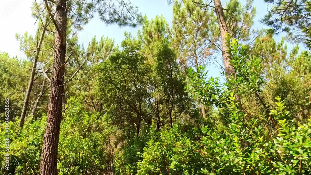 Lichtspiel im sonnigen grünen Kiefernwald, Bäume, Pflanzen, Wald, Forst, Landschaft, Pflanzen Lichtspiel im sonnigen grünen Kiefernwald, Bäume, Pflanzen, Wald, Forst, Landschaft, Pflanzen