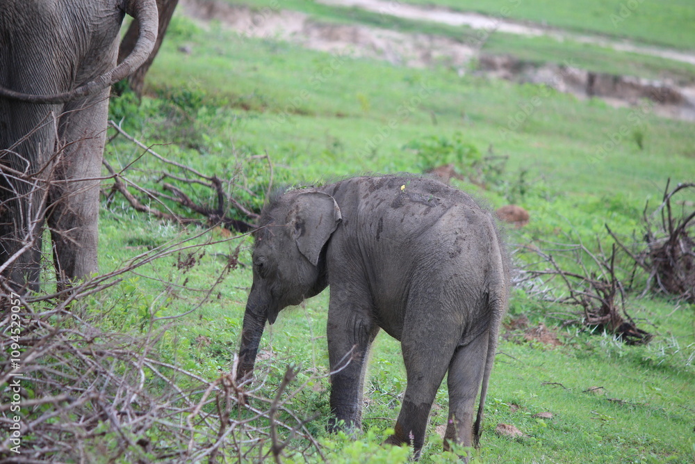 Fototapeta premium Yala Nationalpark