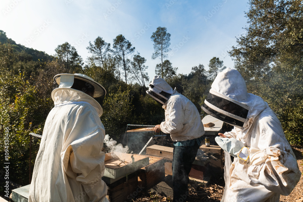 Beekeepers harvesting honey from beehives in a sunlit forest Beekeepers harvesting honey from beehives in a sunlit forest