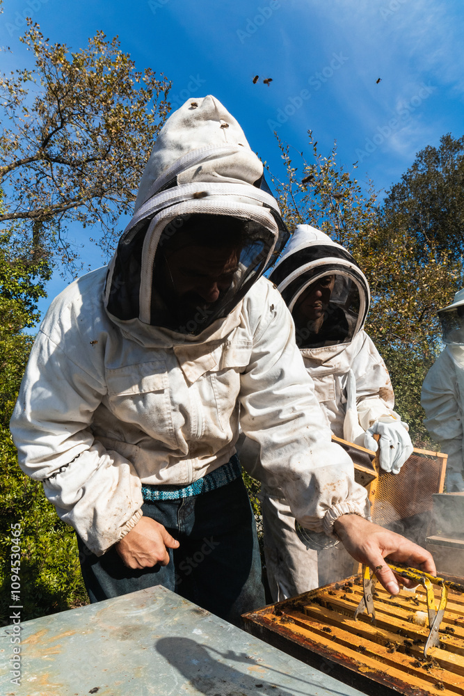 Beekeepers working with beehive frame in apiary on sunny day, performing beekeeping tasks and wearing protective suits Beekeepers working with beehive frame in apiary on sunny day, performing beekeeping tasks and wearing protective suits