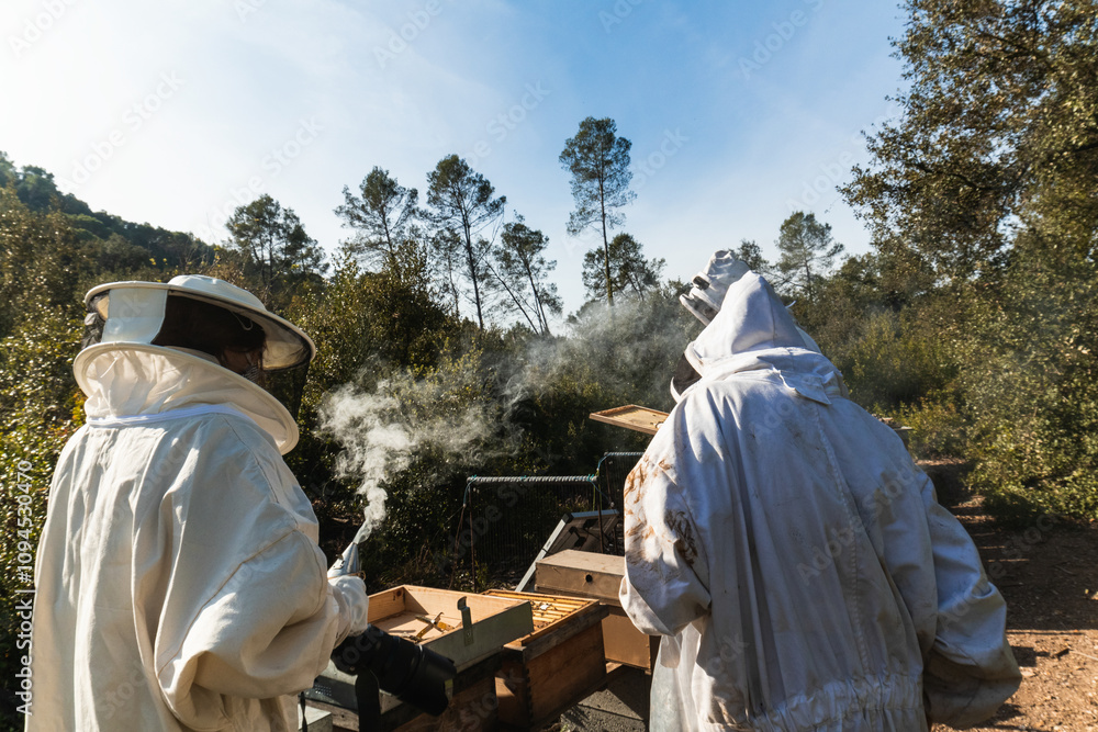 Two beekeepers in protective gear smoking beehives in a forest apiary Two beekeepers in protective gear smoking beehives in a forest apiary