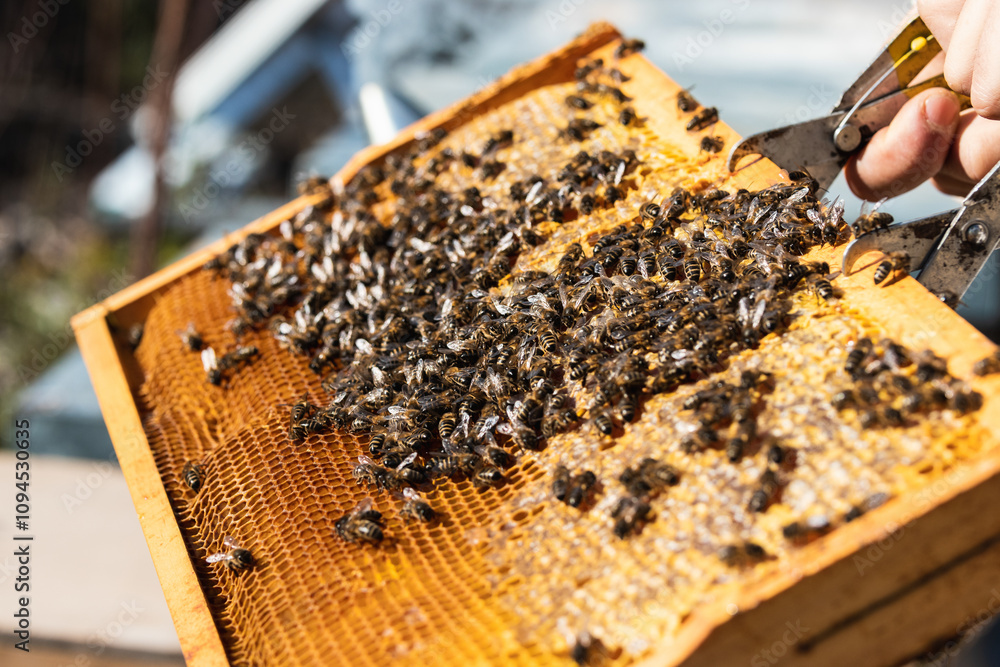 Beekeeper extracting honey from honeycomb frame with special tool in apiary Beekeeper extracting honey from honeycomb frame with special tool in apiary