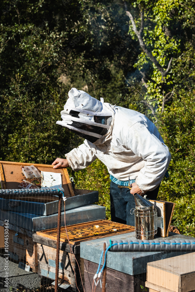 Beekeeper uses smoker to extract honey from beehive in apiary Beekeeper uses smoker to extract honey from beehive in apiary