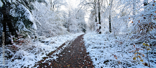 Wanderweg im Marscheider Wald (Bergisches Land, Wuppertal, Langerfeld-Beyenburg) photo