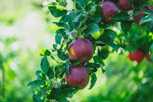 Red apples grow on tree in morning sunshine photo