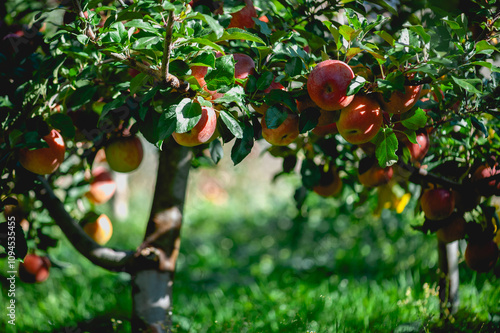 Red apples grow on tree in morning sunshine photo