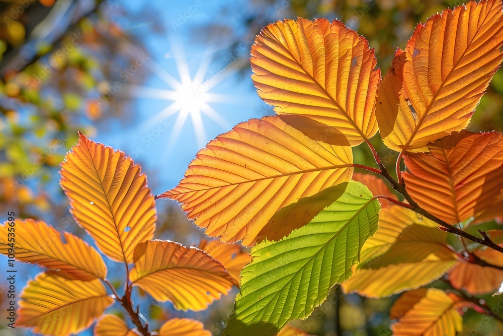 Vibrant Autumn Leaves and Sunlight in a Tranquil Forest Setting Vibrant Autumn Leaves and Sunlight in a Tranquil Forest Setting