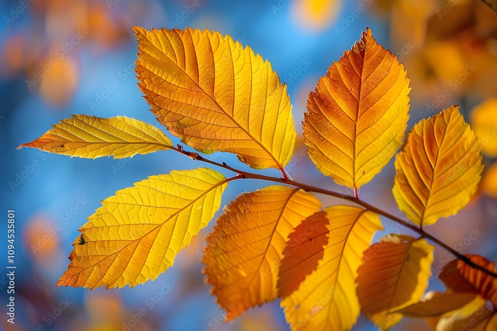 Vibrant Autumn Leaves Against a Blue Sky for Seasonal Visuals and Designs Vibrant Autumn Leaves Against a Blue Sky for Seasonal Visuals and Designs