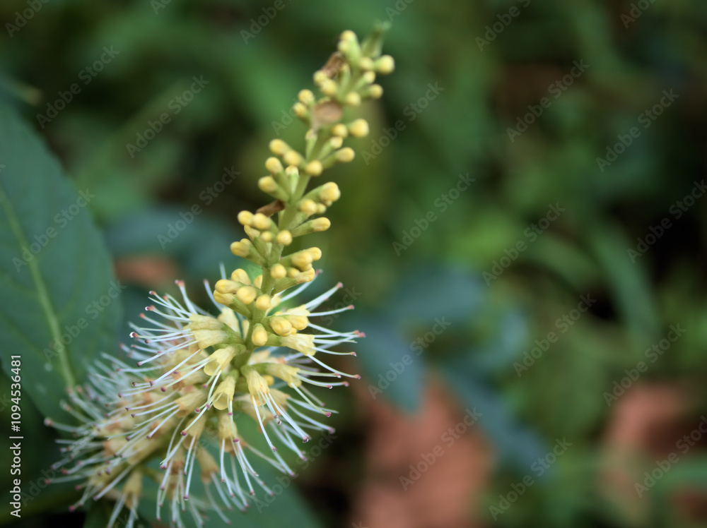 10月に咲いた可憐な天人草（テンニンソウ）