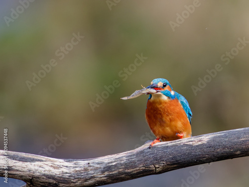 le martin pêcheur et son poisson