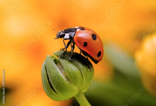 Coccinelle