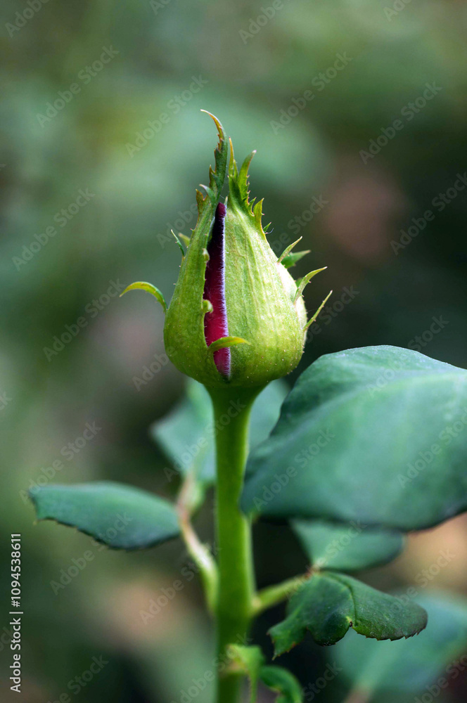 Rose Bud Rose Bud