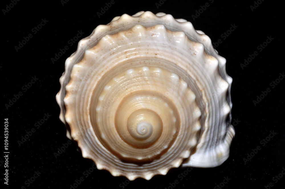 Cassis Shell