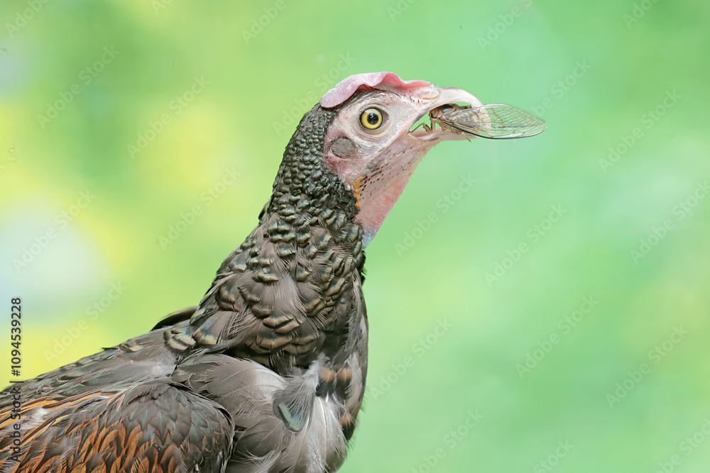 A male green Javanese junglefowl preys on a cicada. This beautifully colored bird has the scientific name Gallus varius. A male green Javanese junglefowl preys on a cicada. This beautifully colored bird has the scientific name Gallus varius.