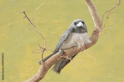 A white-breasted woodswallow forages on a dry tree trunk. This bird has the scientific name Artamus leucorynchus. photo