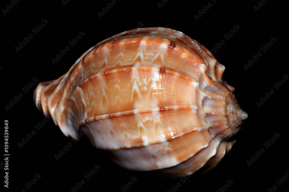 Seashell Harpa Seashell Harpa