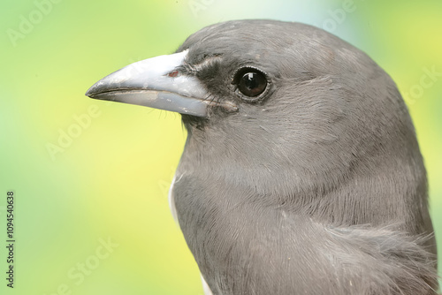 The face of a majestic and dignified white-breasted woodswallow. This bird has the scientific name Artamus leucorynchus. photo