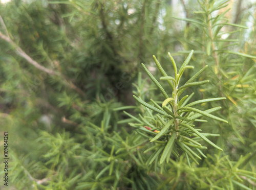 plants with leaves that look like rose mary  photo