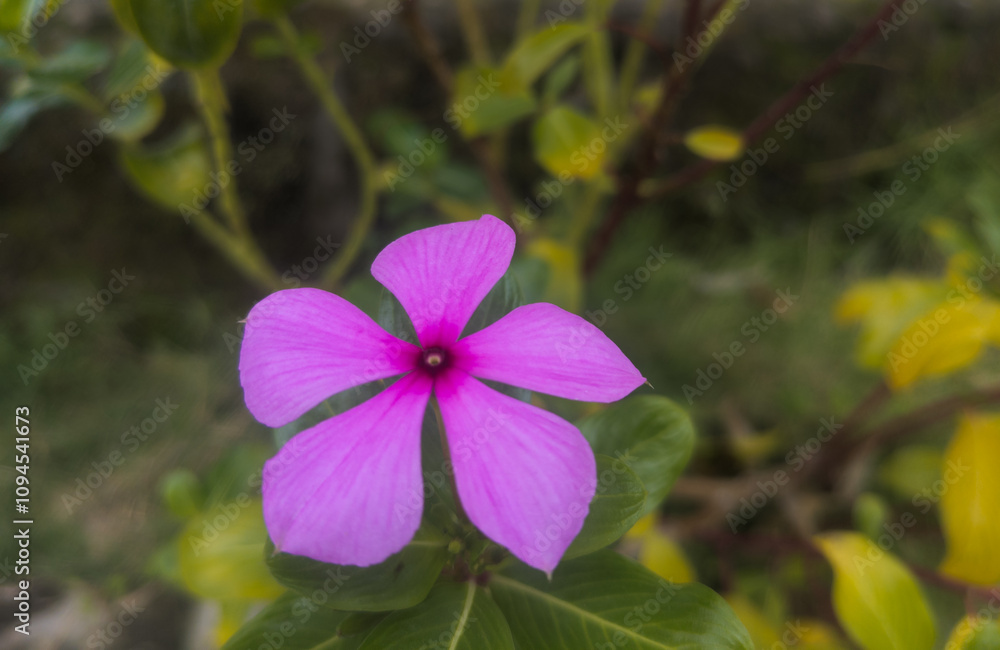 the pink periwinkle flower is so beautiful the pink periwinkle flower is so beautiful