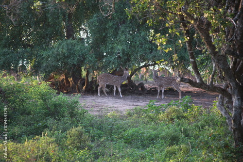 Yala Nationalpark