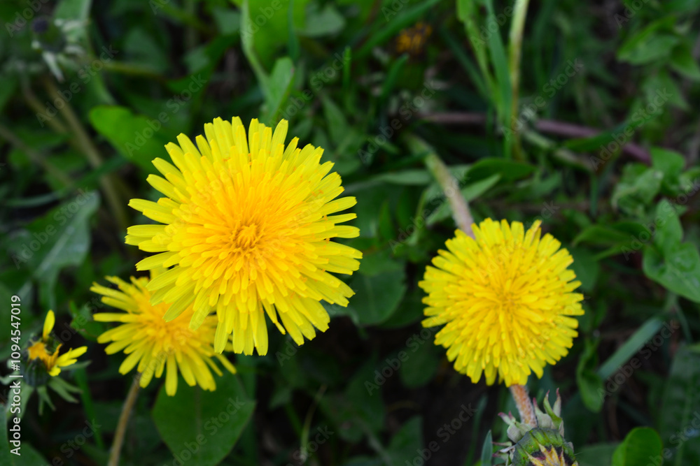 a bunch of yellow dandelions in the green grass background top view a bunch of yellow dandelions in the green grass background top view