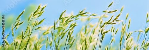 Black cat among tall grass under clear blue sky in a serene natural setting