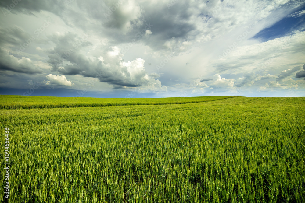 Expansive green wheat field stretching under a dramatic cloudy sky, depicting rural beauty Expansive green wheat field stretching under a dramatic cloudy sky, depicting rural beauty