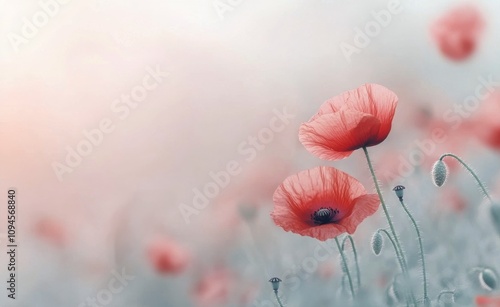 Beautiful red poppies blooming in a soft, dreamy landscape during sunrise