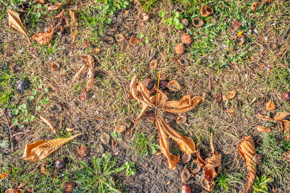 Closeup of fallen chestnuts, chestnut husks and chestnut leaves. The photo was taken on a sunny day in the autumn season.