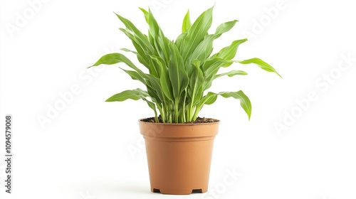 Potted corn plant with lush green leaves displayed against a clean white background, showcasing its vibrant foliage and sturdy terracotta pot.