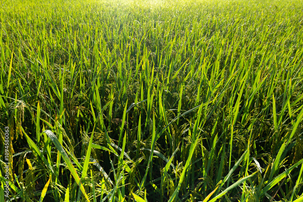 Young ear of rice, ear of paddy, Ricefield, Ricefield on sunlight background, Ear of paddy in the ricefield. Young ear of rice, ear of paddy, Ricefield, Ricefield on sunlight background, Ear of paddy in the ricefield.