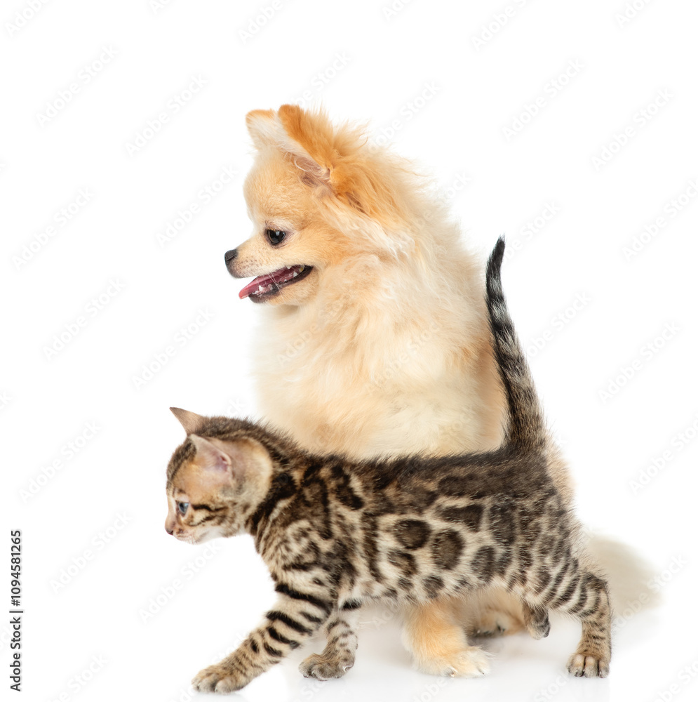 Obraz premium Young Spitz puppy and tiny Bengal kitten standing in profile together. Isolated on white background
