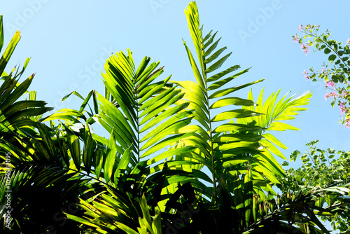 palm tree leaves photo