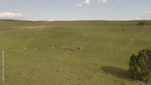 cows grazing