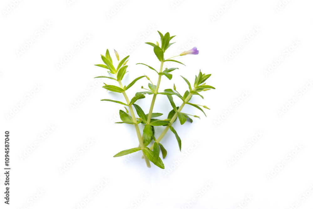 Rice Paddy Herb,Limnophila aromatica, fresh rice paddy herb on white background, Rice paddy herb isolated on white background, rice paddy herb plant on white background. Rice Paddy Herb,Limnophila aromatica, fresh rice paddy herb on white background, Rice paddy herb isolated on white background, rice paddy herb plant on white background.