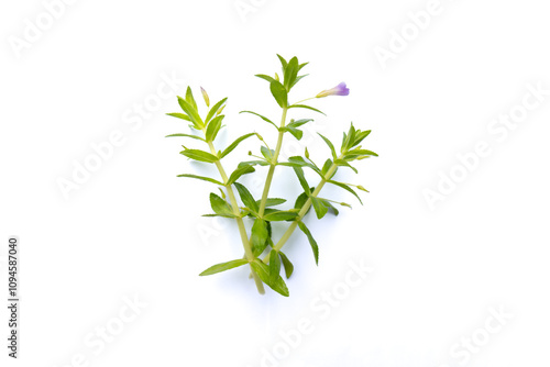 Rice Paddy Herb,Limnophila aromatica, fresh rice paddy herb on white background, Rice paddy herb isolated on white background, rice paddy herb plant on white background.