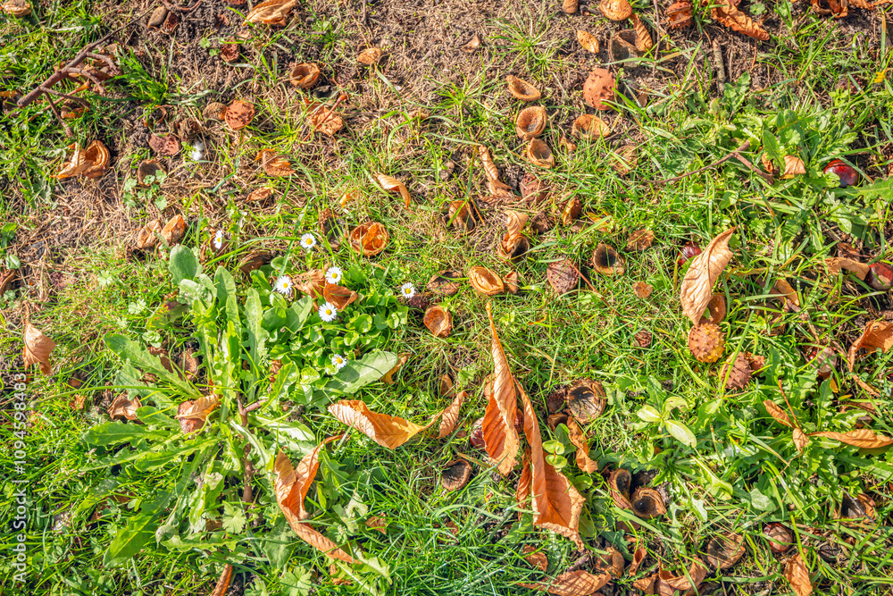 Closeup of fallen hestnut husks and chestnut leaves between grass and blooming daisies. The photo was taken on a sunny day in the autumn season.