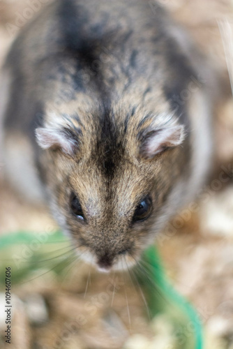 Fluffy Hamster Face Close-Up in Cozy Environment