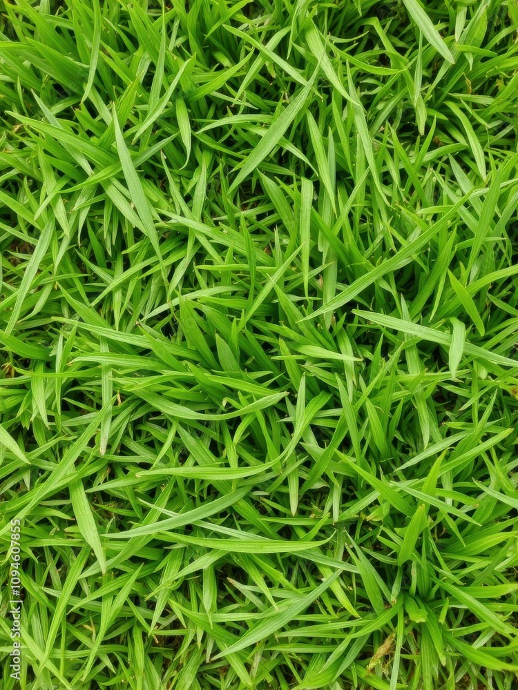 Close-up shot of lush green grass textured background, outdoor Close-up shot of lush green grass textured background, outdoor