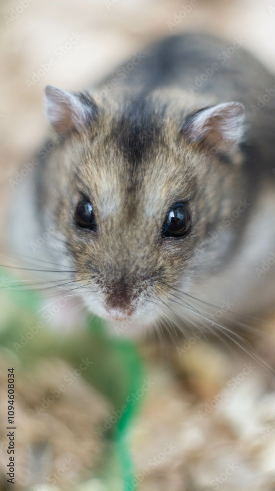 Obraz premium Cute Pet Hamster in a Softly Blurred Background