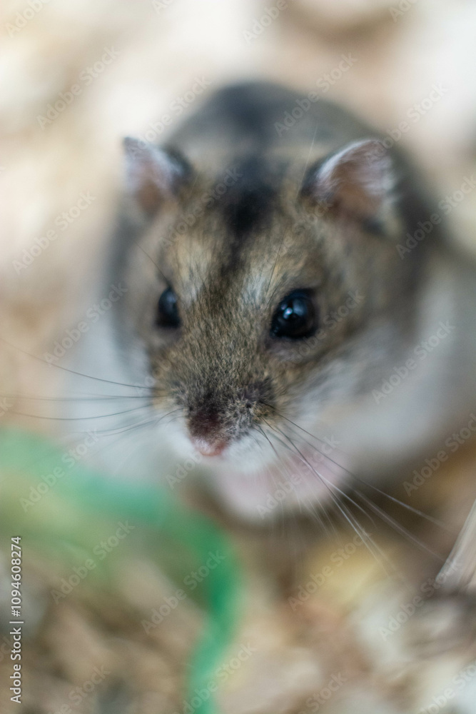 Fototapeta premium Adorable Dwarf Hamster Staring Curiously at the Camera