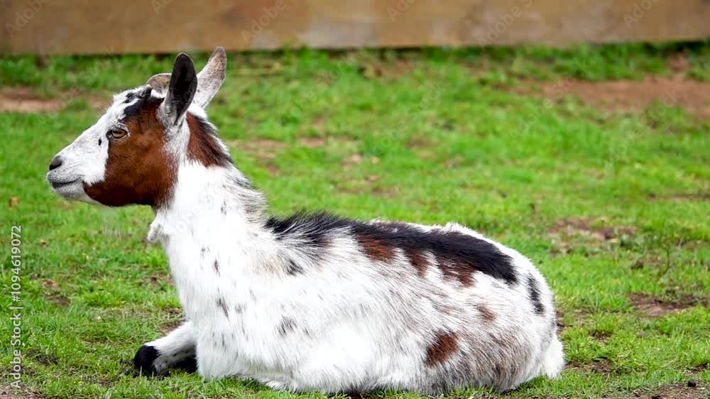 goat lies on the green grass and turns its head. slow motion goat lies on the green grass and turns its head. slow motion