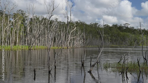 4K video, waterhole wetland environment habitat, peaceful white bare stark trees around water ripples, nature natural lake river pond, Queensland Australia