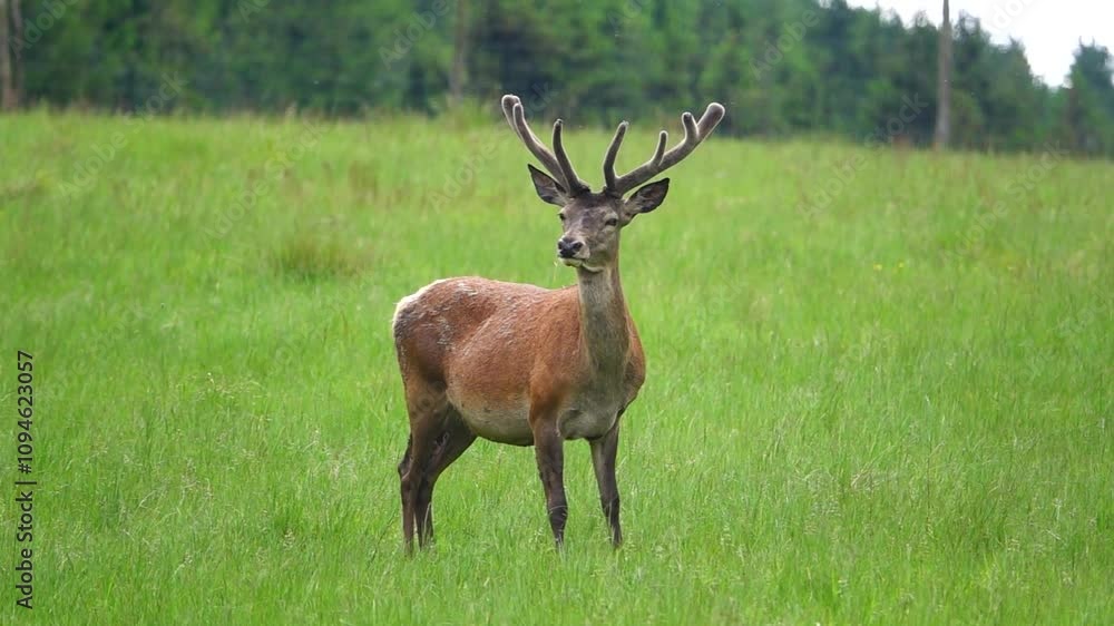 Deer stands on a green meadow against the backdrop of a green forest. slow motion Deer stands on a green meadow against the backdrop of a green forest. slow motion