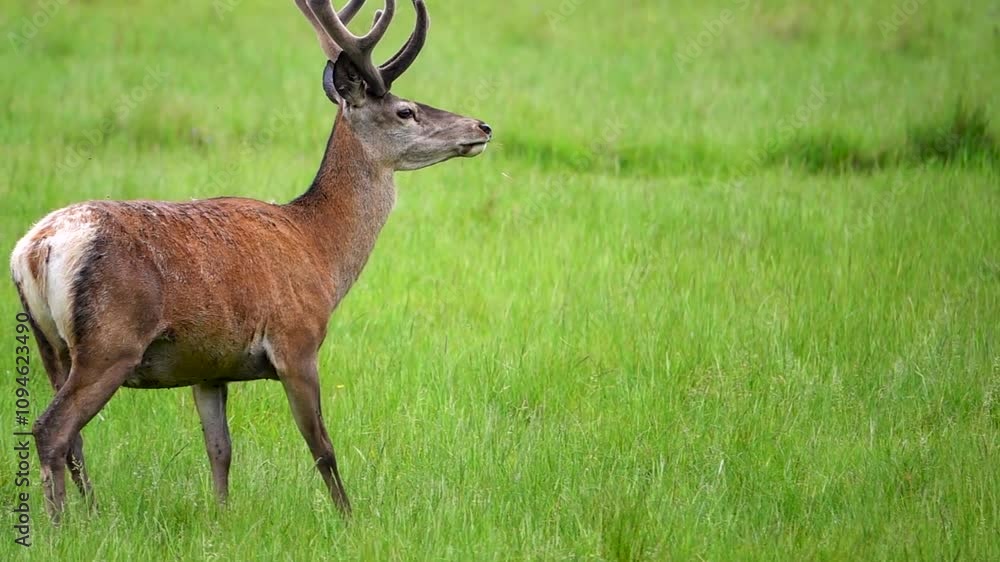 majestic deer stands on the green grass and looking in camera. slow motion majestic deer stands on the green grass and looking in camera. slow motion